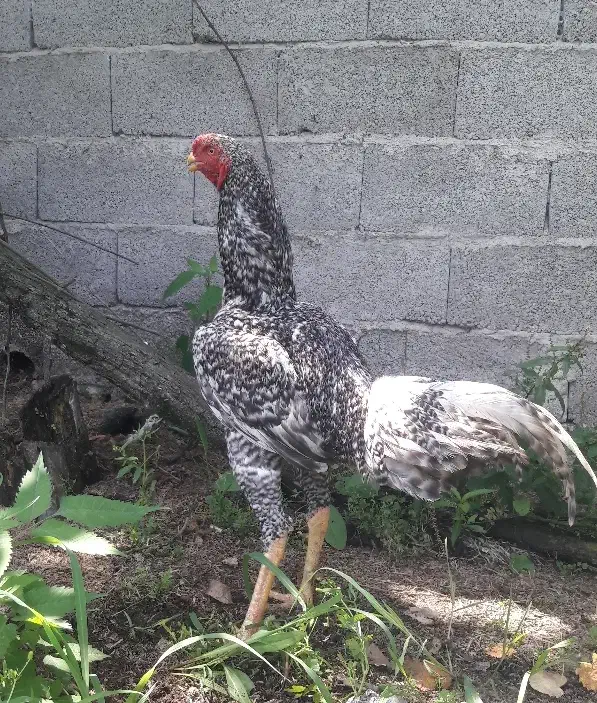 خروس لاری  کوکو تاج مهر  و مرغ لاری ترک|حیوانات مزرعه|کوچصفهان, |دیوار