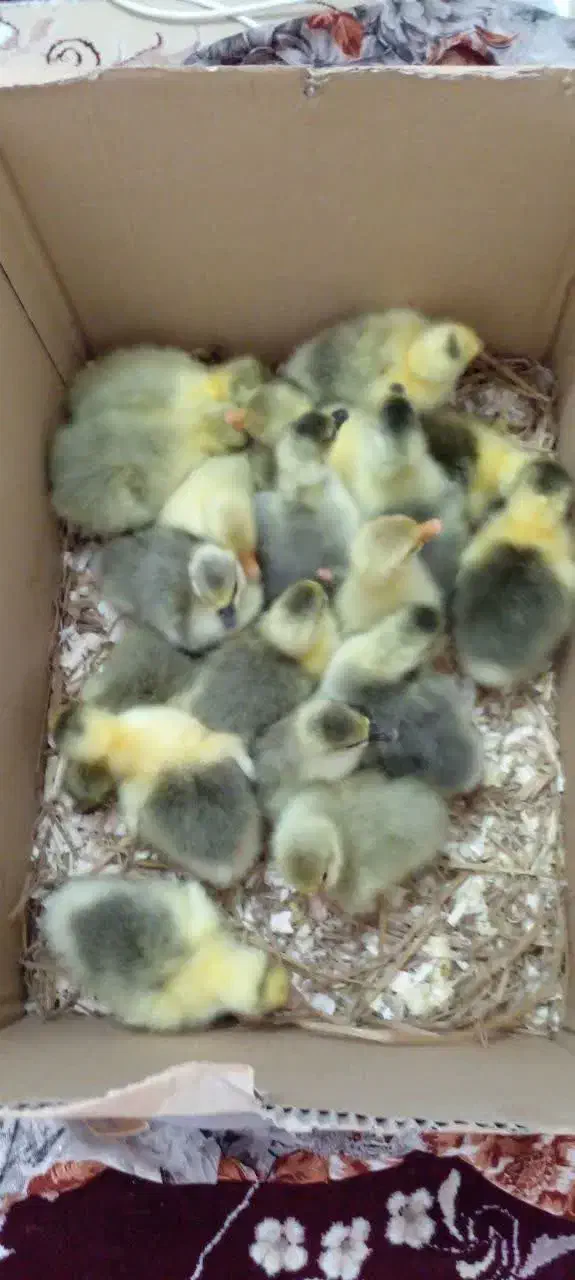 فروش‌جوجه‌غاز‌سالم‌سرحال|حیوانات مزرعه|گلوگاه بابل (گلیا), |دیوار