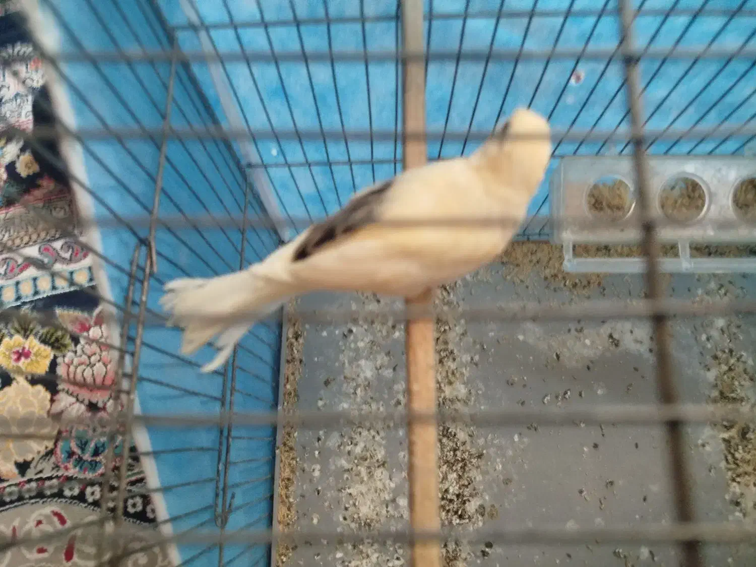 فروش جوجه قناری|پرنده|بافق, |دیوار