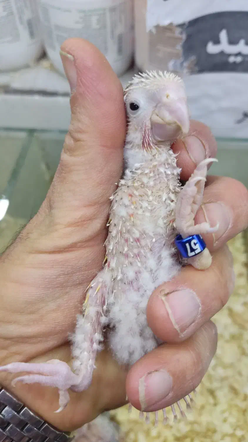 گرینچیک|پرنده|اندیشه, اندیشه فاز ۳|دیوار