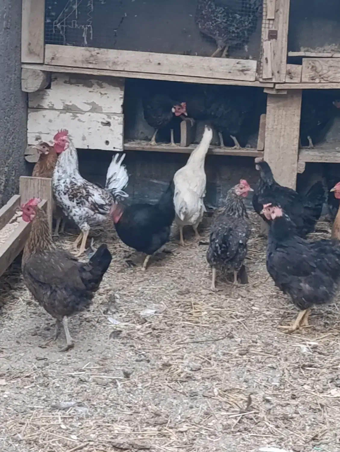 مرغ خروس قاز|حیوانات مزرعه|هندیجان, |دیوار