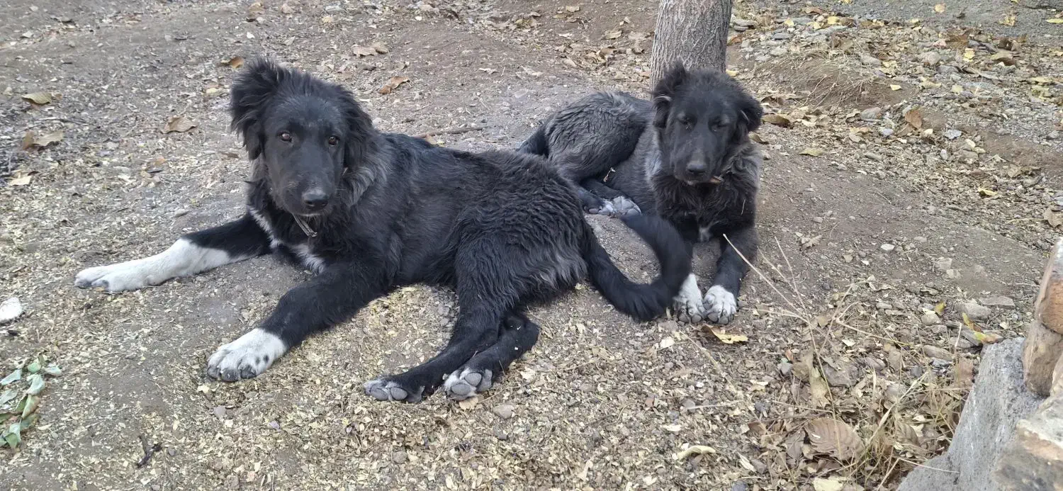 گم شده|سگ|فریدونشهر, |دیوار