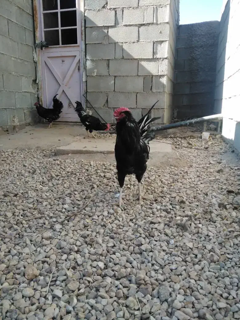 خروس گلین خال سوزنی|حیوانات مزرعه|شیراز, شهرک گلستان|دیوار