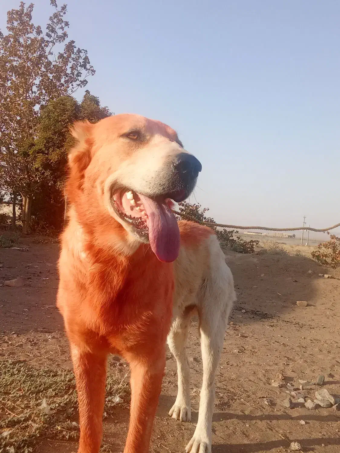 سگ جهت واگذاری|سگ|سبزوار, رباط|دیوار