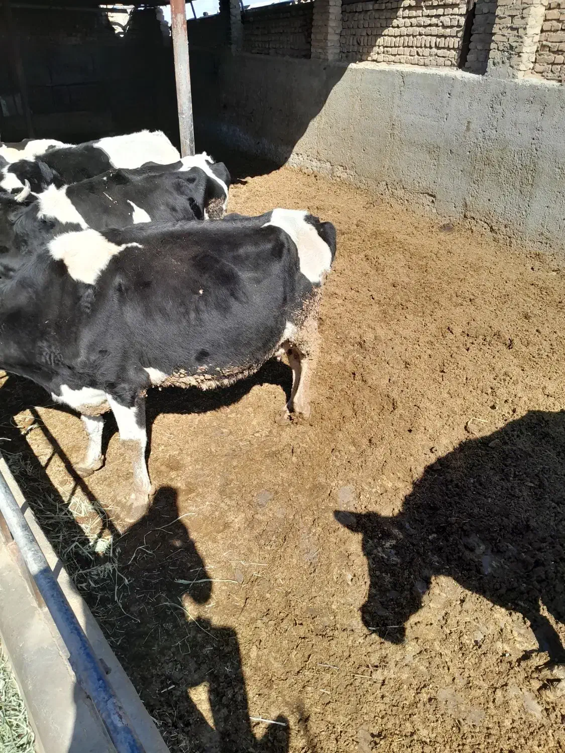 گاوشیری|حیوانات مزرعه|جوادآباد, |دیوار