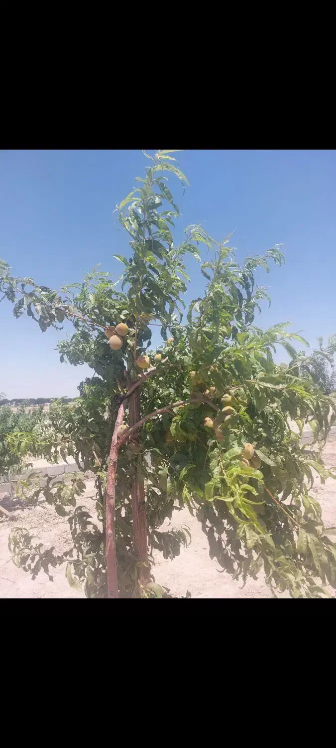 فروش درختان ۴ ساله  سیب هلو شلیل زردآلو گوجه سبز|گل و گیاه طبیعی|نسیم‌شهر, |دیوار