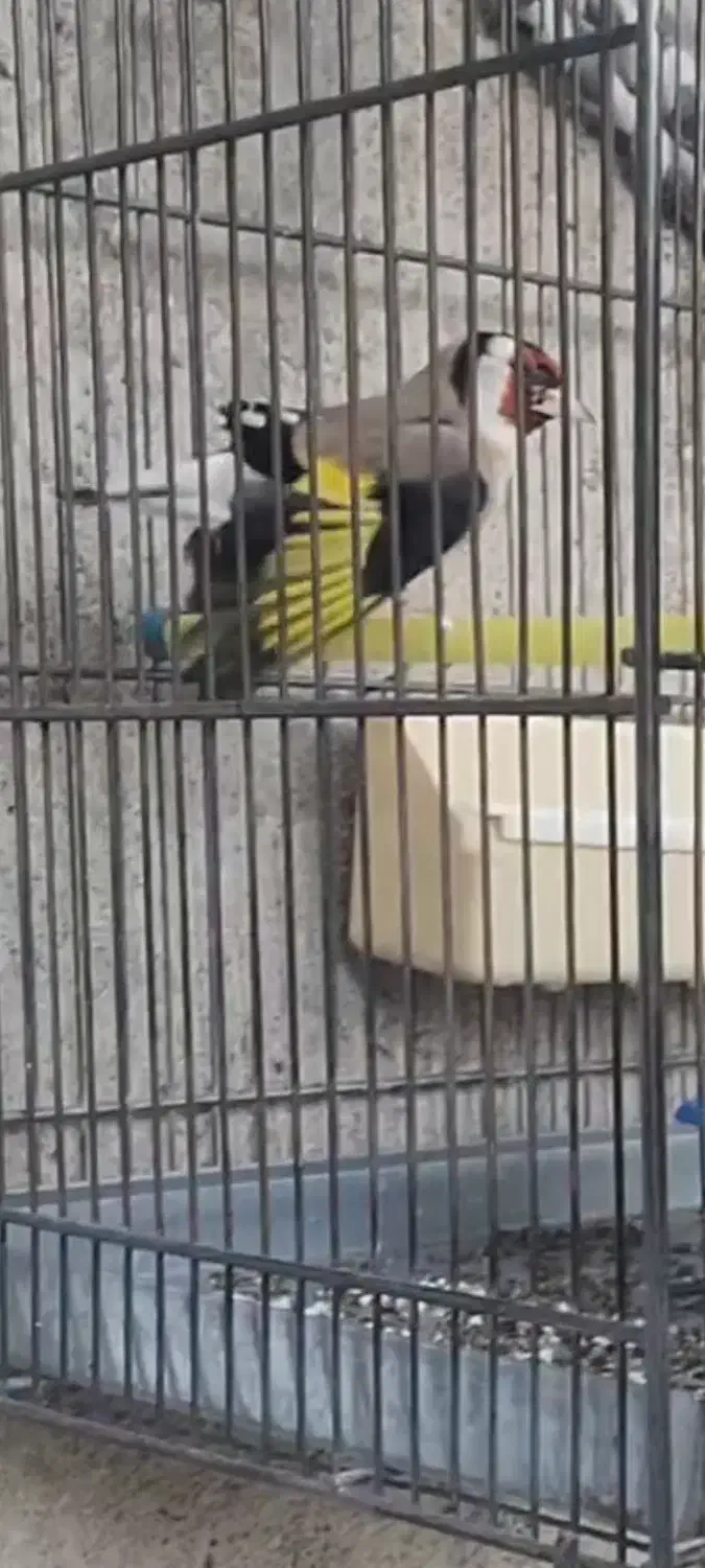 فروش سهره|پرنده|تکاب, |دیوار