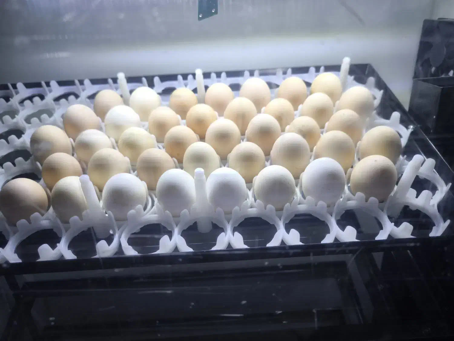 دستگاه جوجه کشی|لوازم جانبی حیوانات|شیراز, شهرک سراج|دیوار