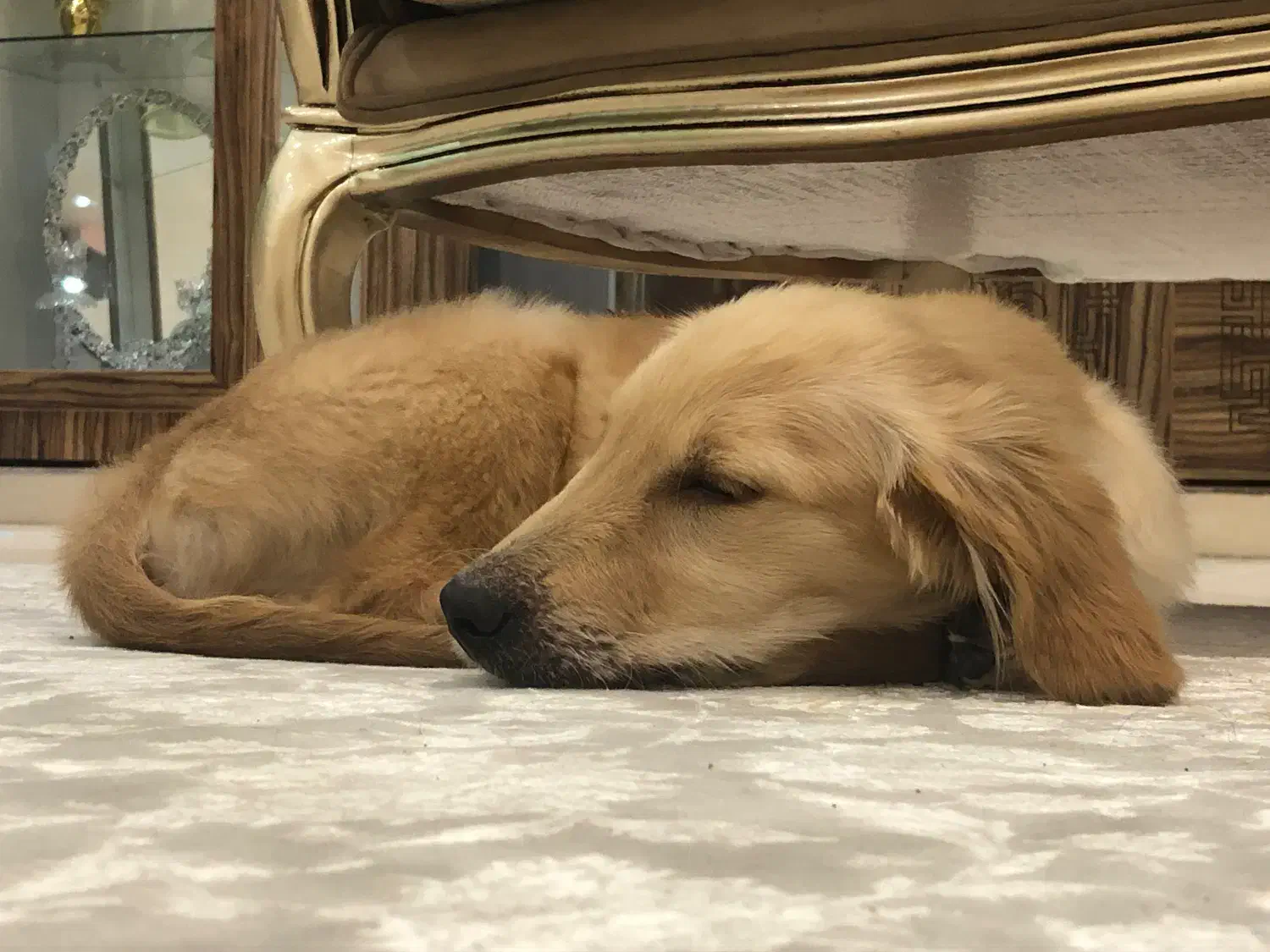 گلدن رتریور دارچینی|سگ|اردبیل, |دیوار