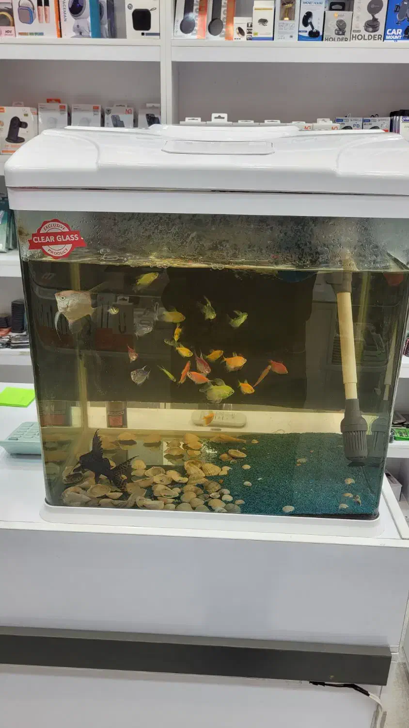 آکواریوم آکوا به همراه متعلقات و ماهی|ماهی|پرند, فاز ۳|دیوار