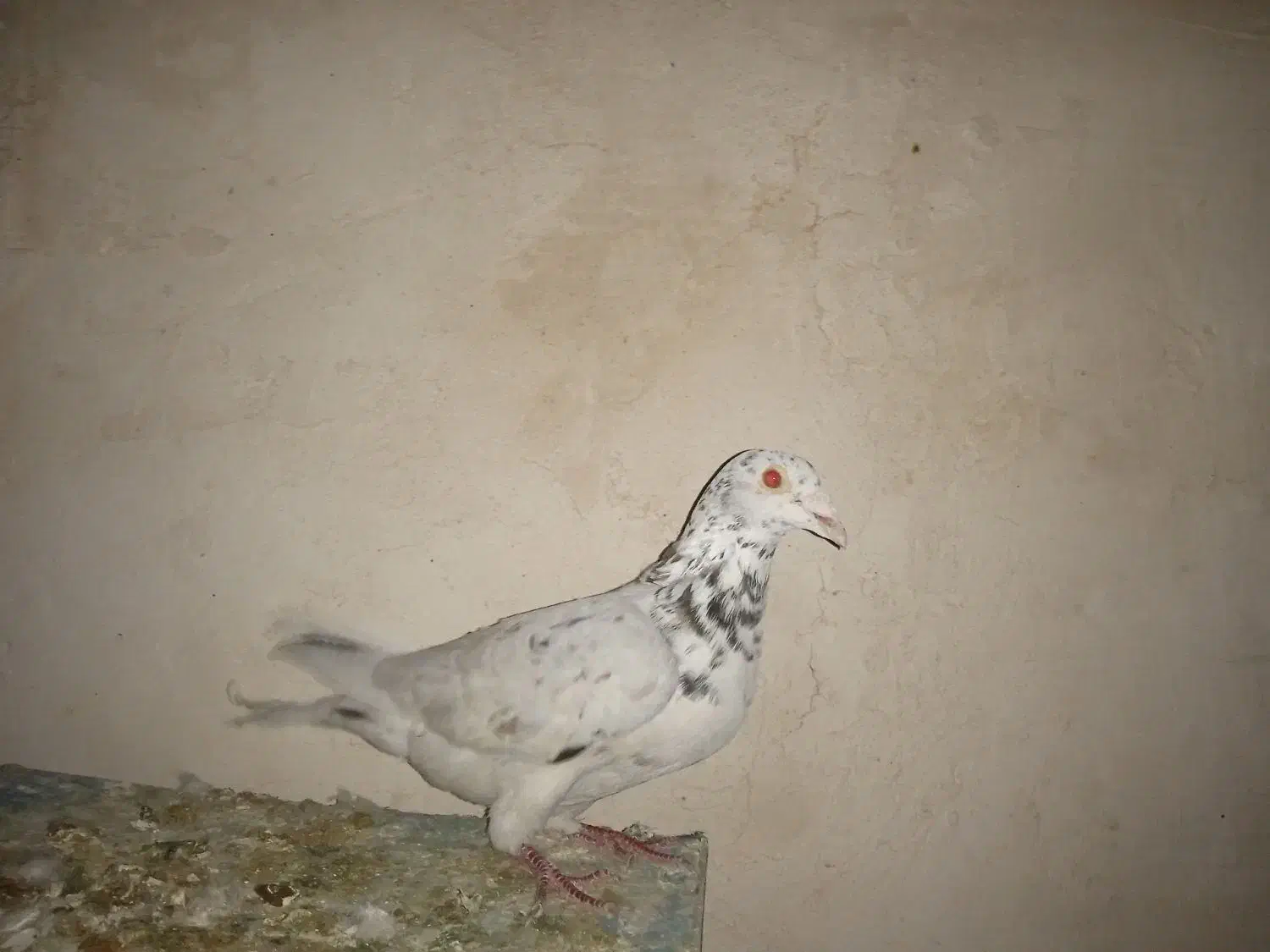 پلاکی|پرنده|بروجن, |دیوار