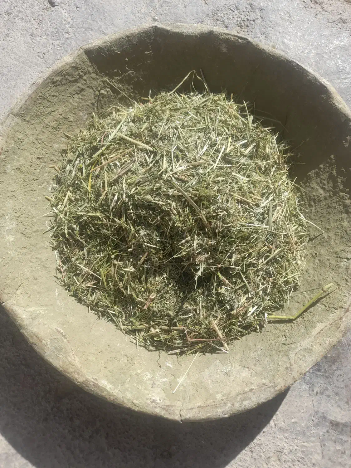 علف(گزره)|خدمات باغبانی و درختکاری|دهگلان, |دیوار