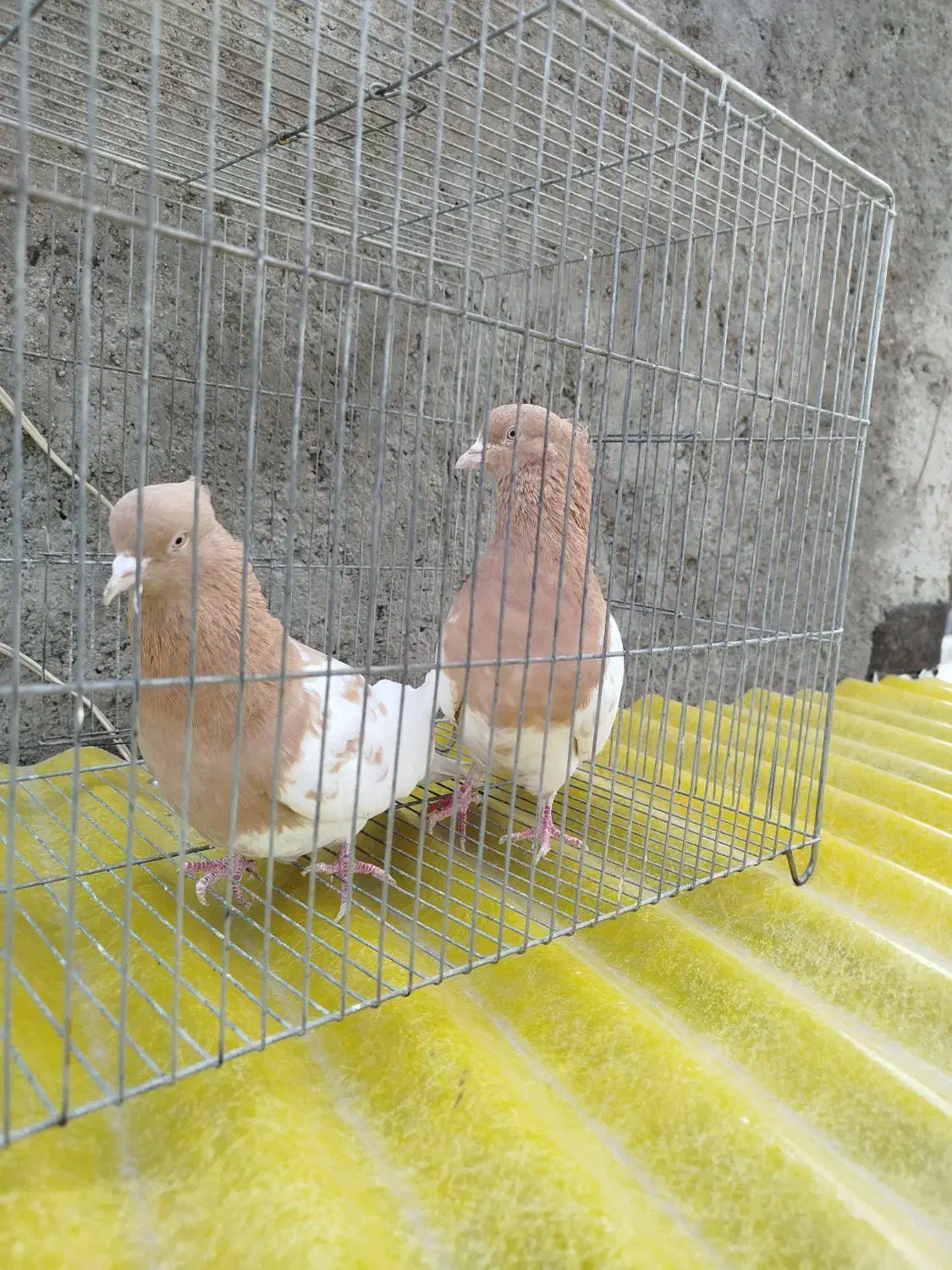 نروماده کله زرد|پرنده|بروجرد, |دیوار