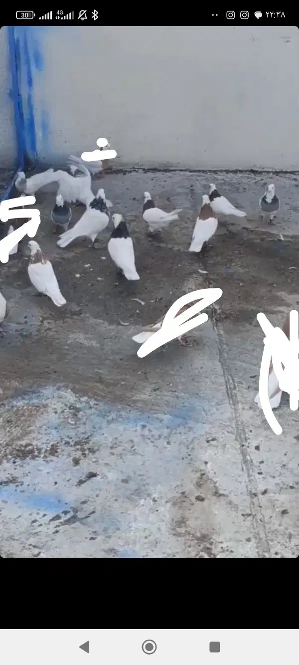 کبوتر|پرنده|تبریز, |دیوار