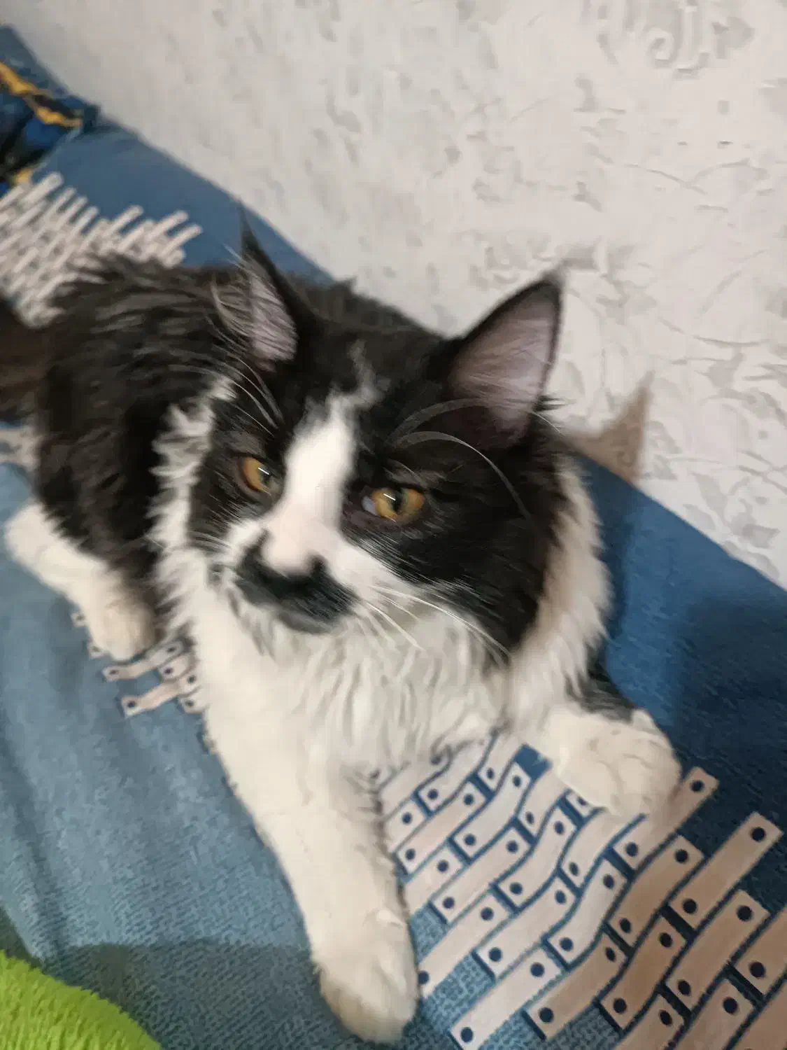 گربه نژادتاکسیدو جنسیت نرقیمت3تومن|گربه|محمدیه-قزوین, |دیوار