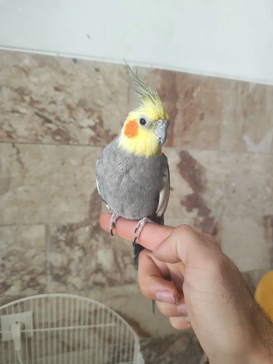 عروس هلندی|پرنده|تفت, |دیوار