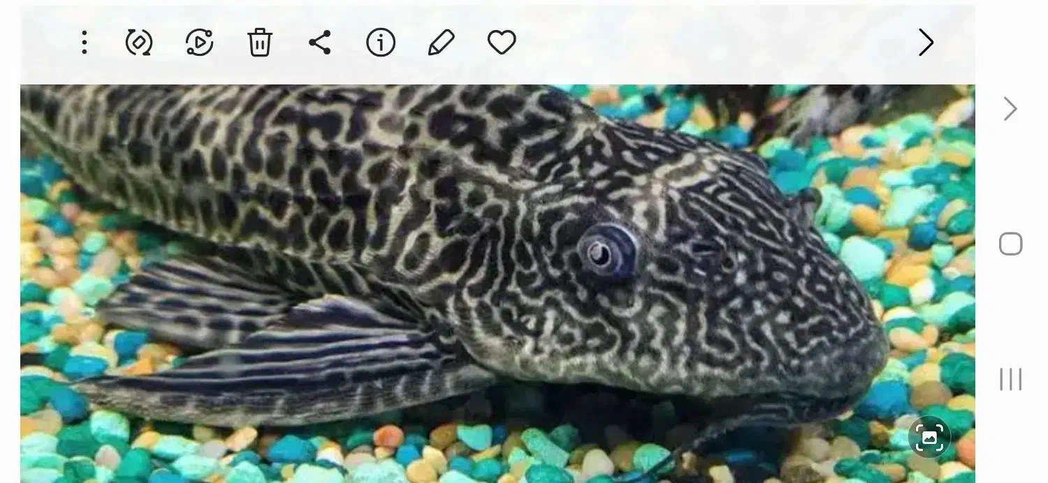 لجن خوار|ماهی|کرمان, |دیوار