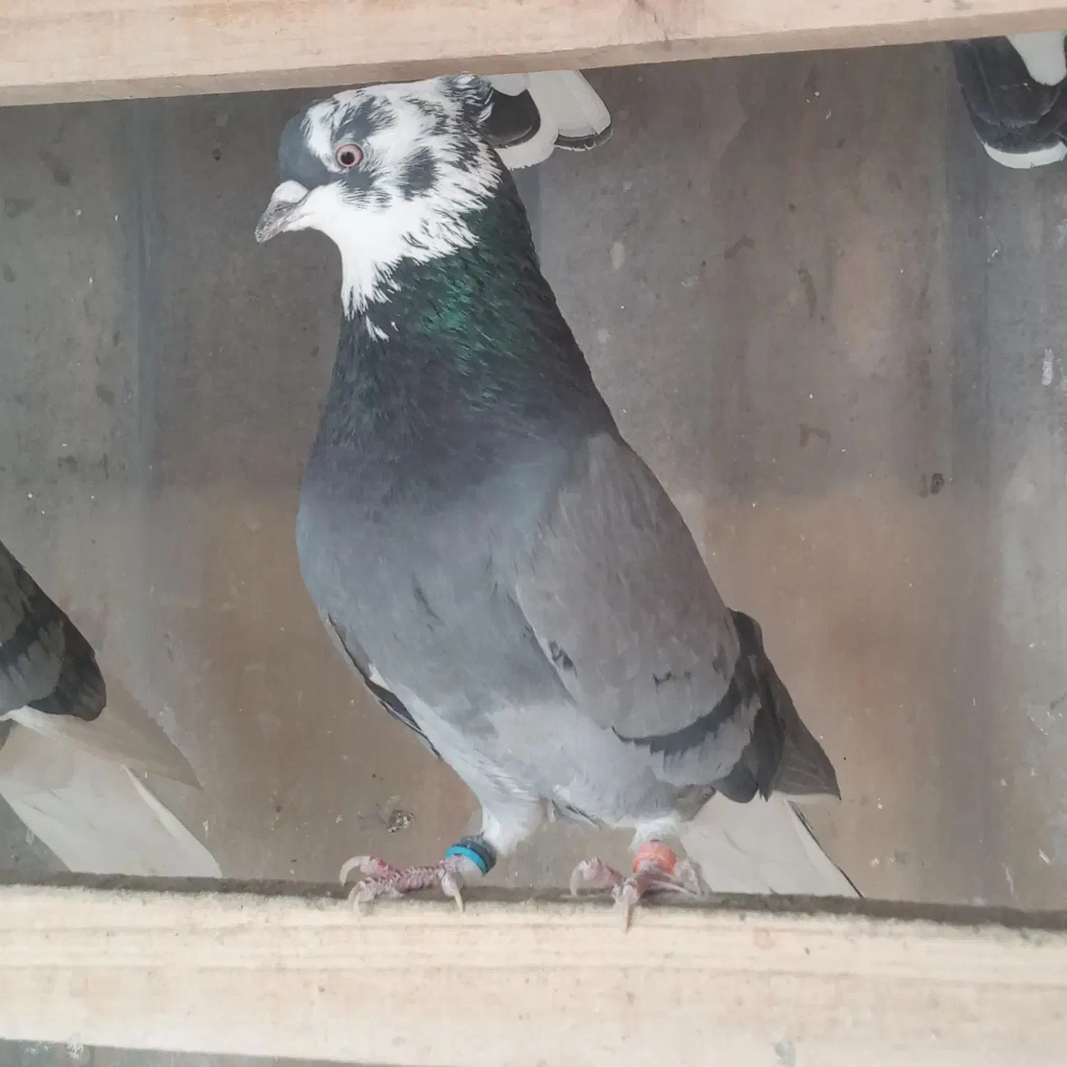 فروش کبوتر پرشی کاکلی|پرنده|خاوران, |دیوار