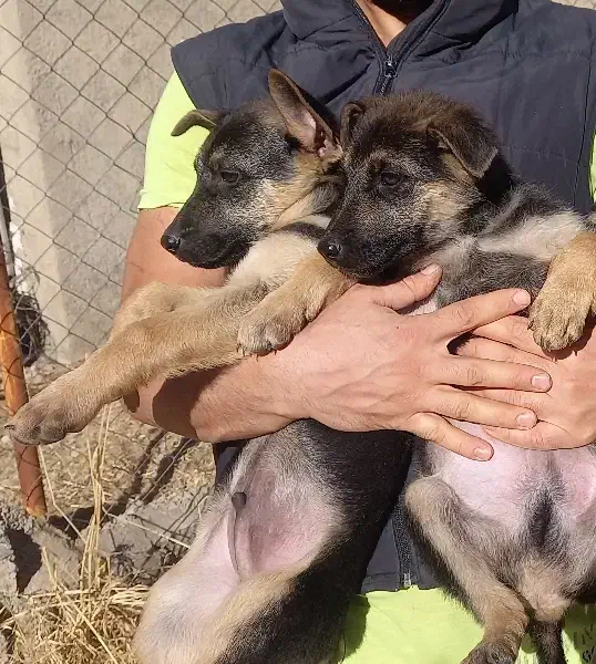 سگ ژرمن شولاین|سگ|تهران, سردارجنگل|دیوار