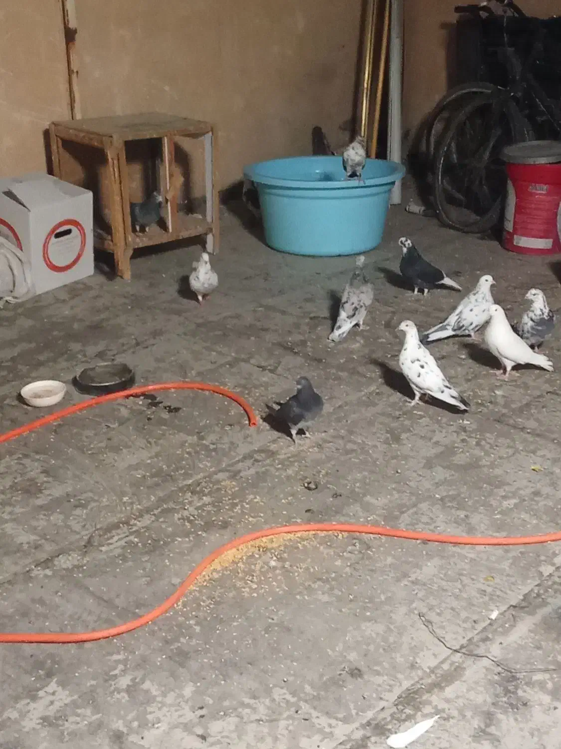 تعدادی کفتر به فروش میرسد|پرنده|نسیم‌شهر, |دیوار