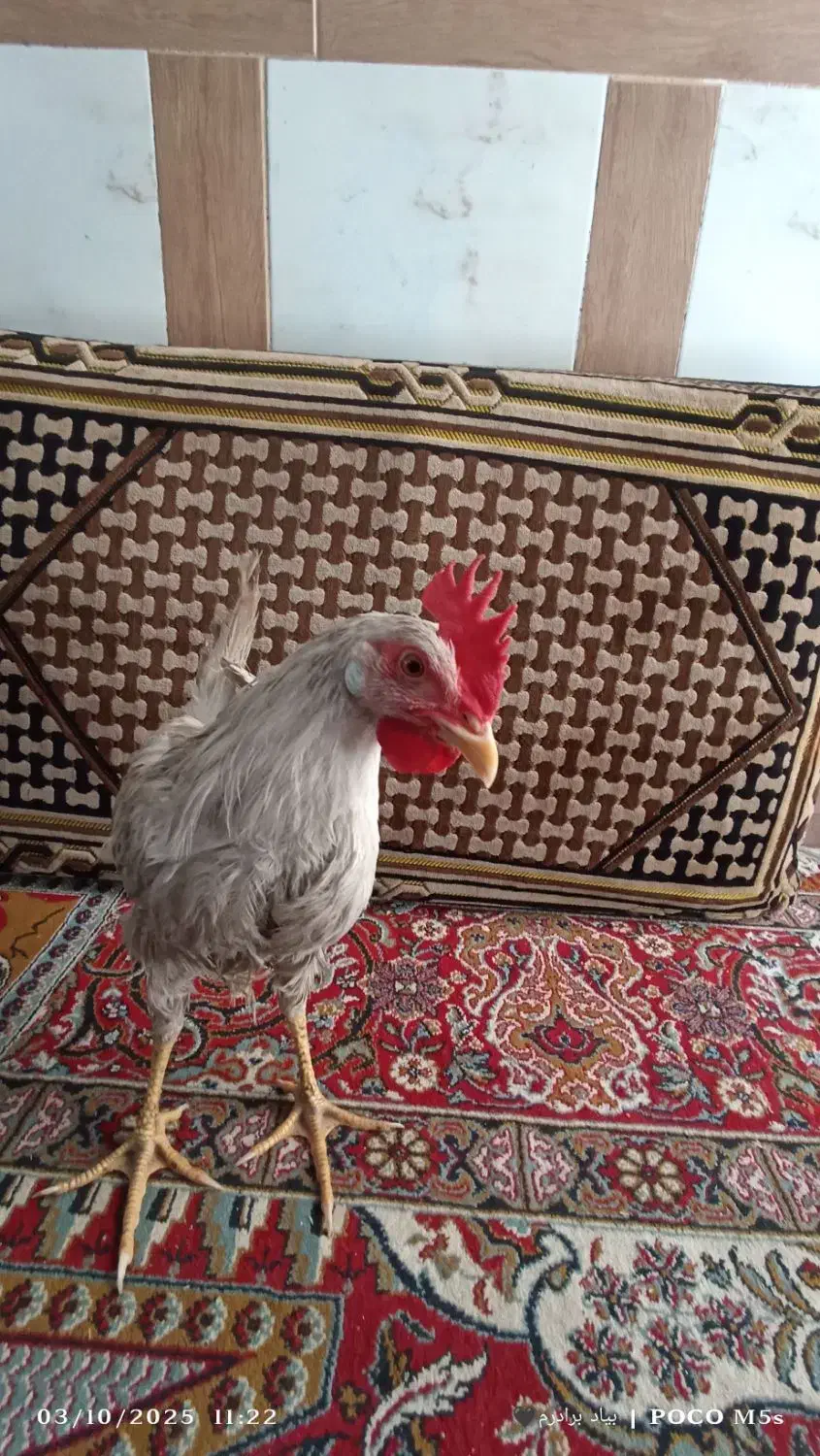 جوجه خروس|حیوانات مزرعه|شیراز, شهرک برق|دیوار