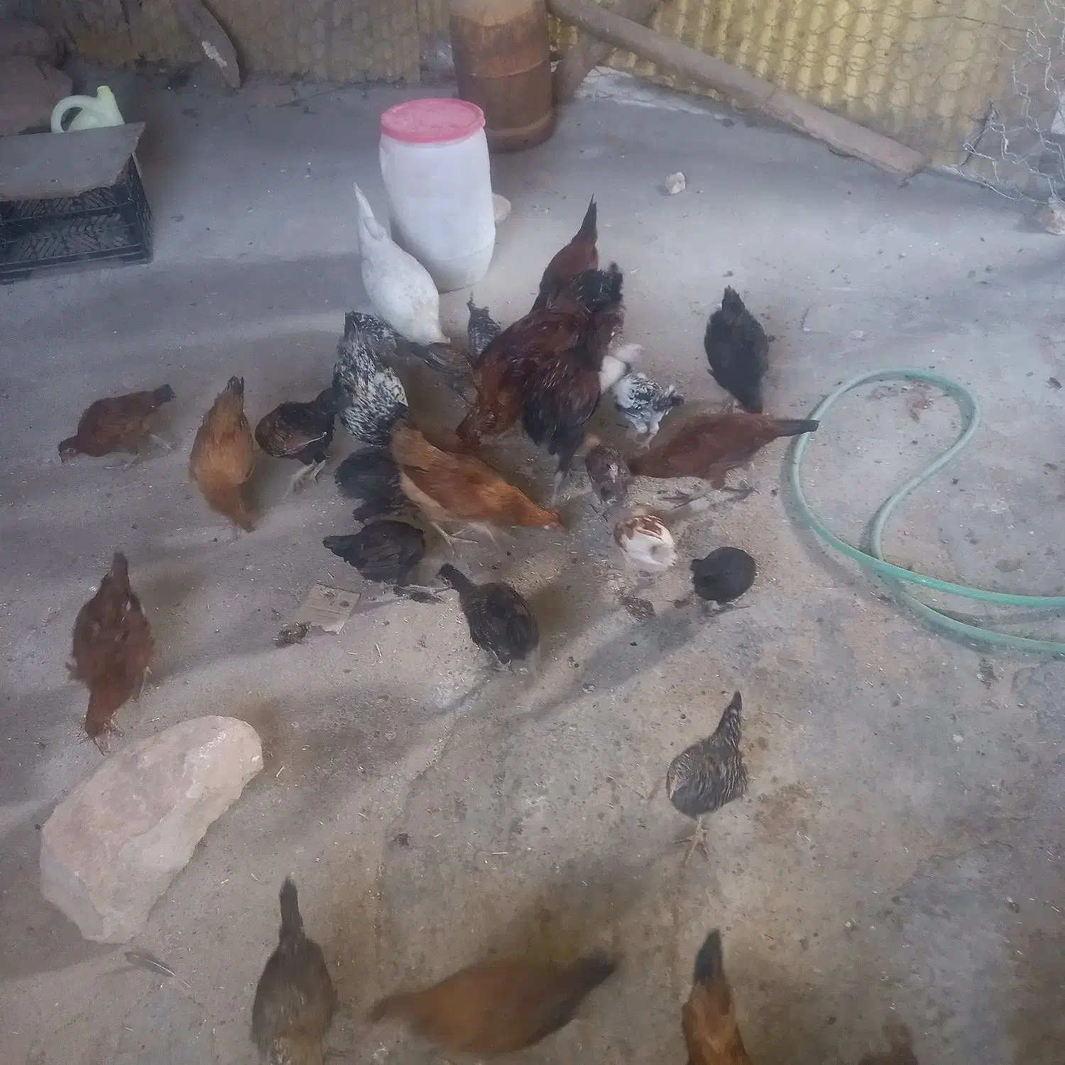 مرغ خروس جوجه ب|حیوانات مزرعه|کوهدشت, |دیوار