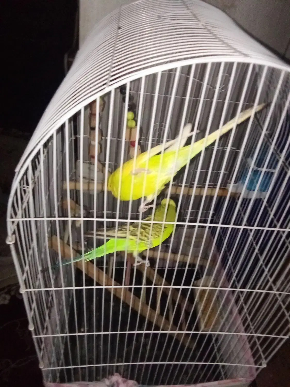 مرغ عشق اینگلیسی|پرنده|هشتگرد, شهرک وحدت|دیوار