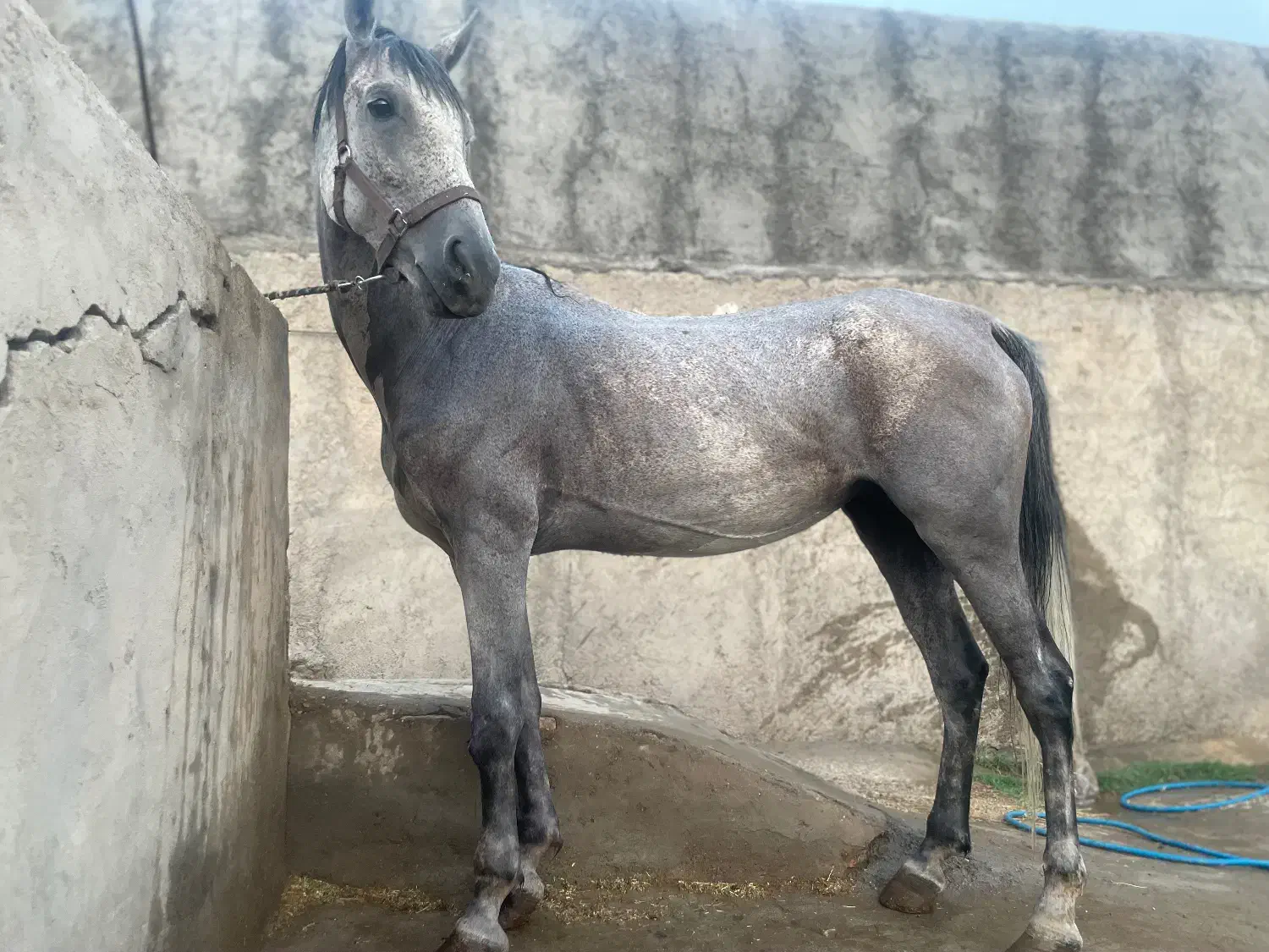 اسب و مادیون|اسب و تجهیزات اسب‌سواری|کاشان, استرک|دیوار