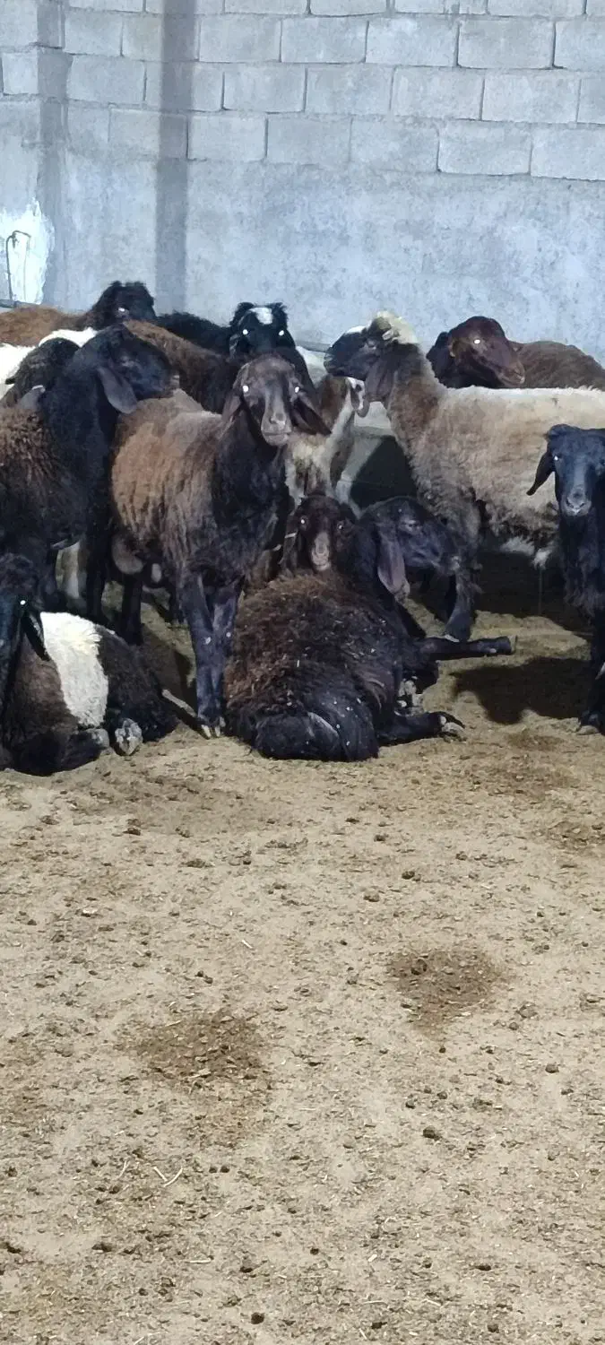 بره افشار|حیوانات مزرعه|ریگ, |دیوار