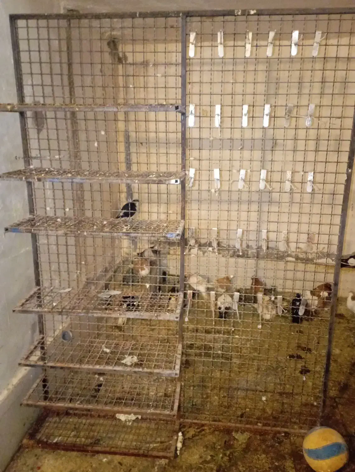 قفسه|فروشگاه و مغازه|سبزوار, غرب نیروگاه|دیوار