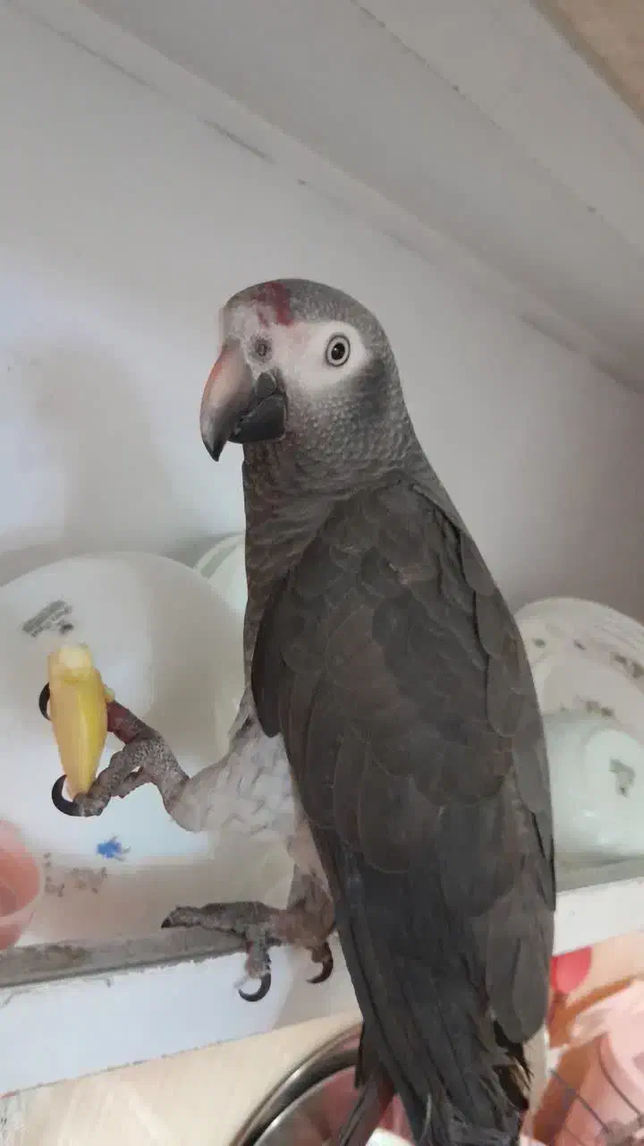 کاسکو دم شکلاتی|پرنده|یزد, |دیوار