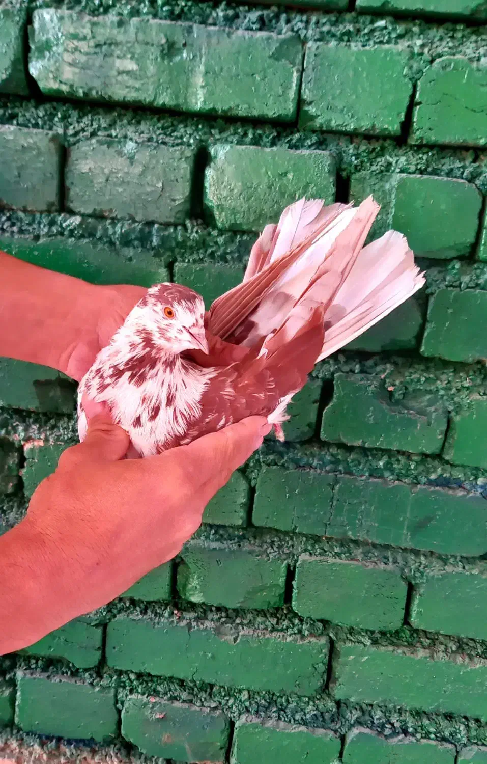 کفتر گرگی قرمزو خالدار|پرنده|ارومیه, |دیوار