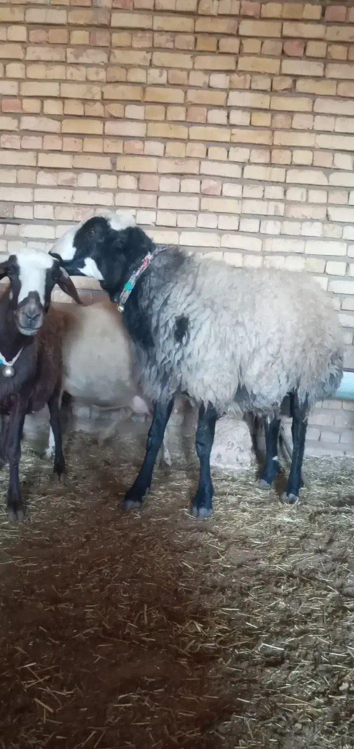 شیشک قوچ شال|حیوانات مزرعه|خمین, |دیوار