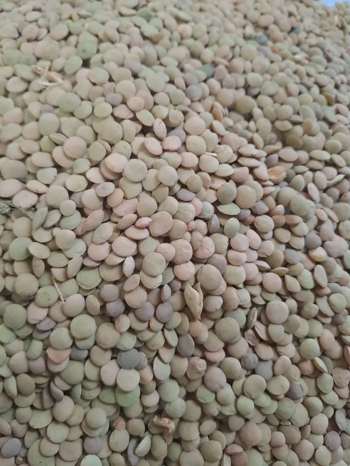 عدس|خوردنی و آشامیدنی|رزن, |دیوار