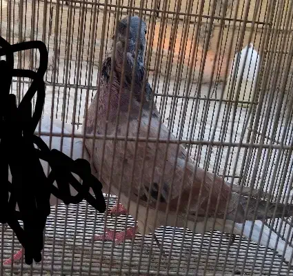 پرنده|حیوانات|دورود, |دیوار