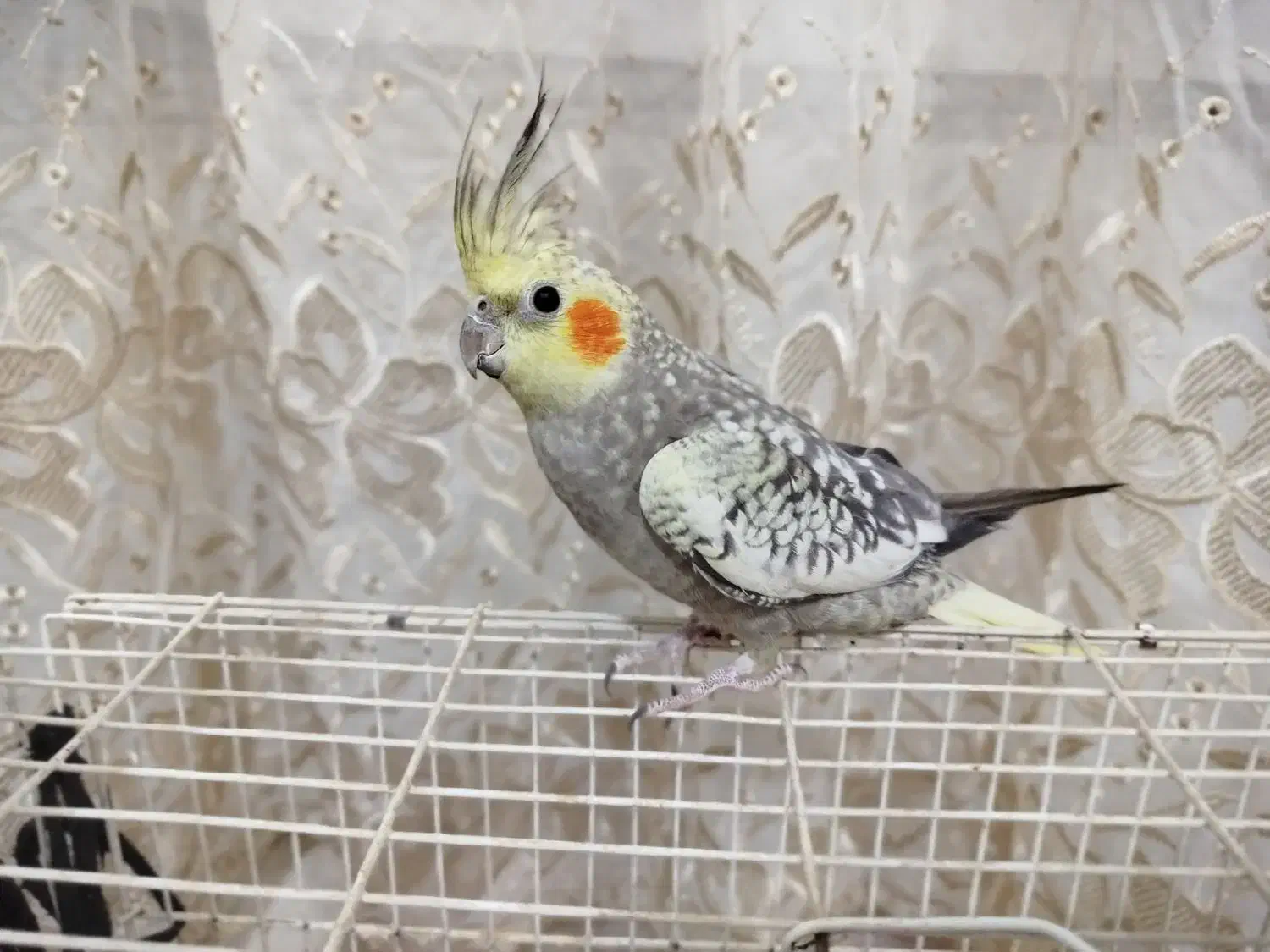 عروس هلندی دستی|پرنده|مشهد, وحید|دیوار