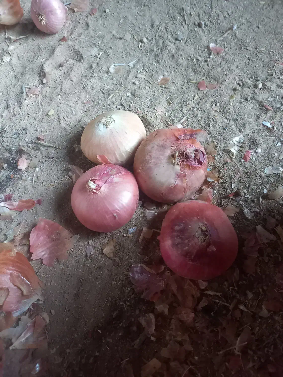 پیاز محلی|عمدهفروشی|قیدار, |دیوار