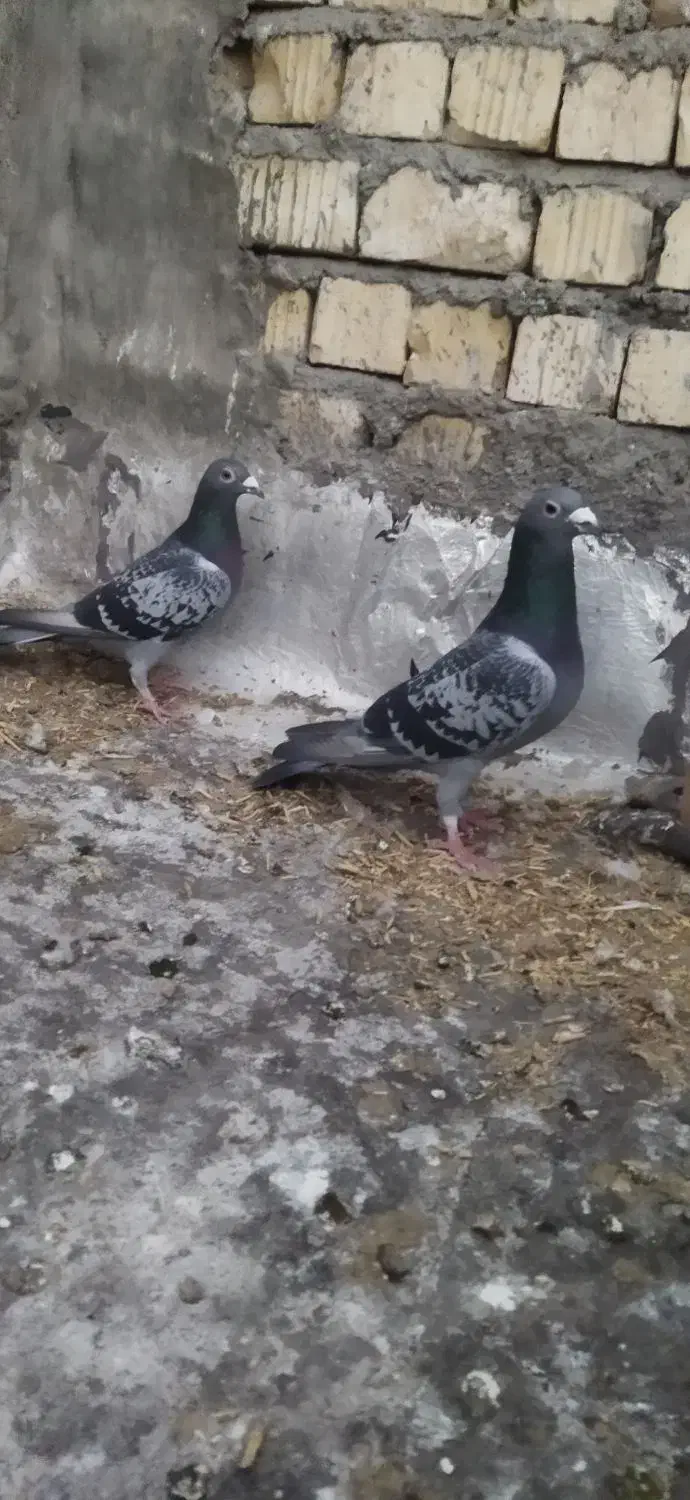 پرنده|حراج|فسا, |دیوار