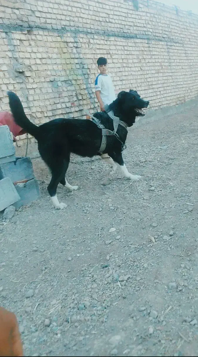 واگذاری سگ لاس گله ای نگهبان|سگ|ابریشم, |دیوار