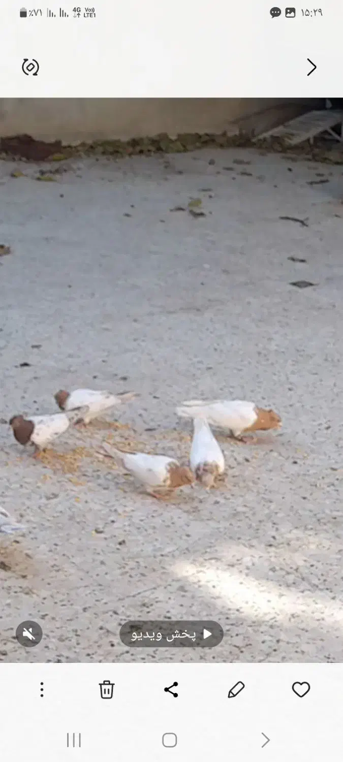 فروش کبوتررنگی فقط کله ای|پرنده|سمیرم, |دیوار