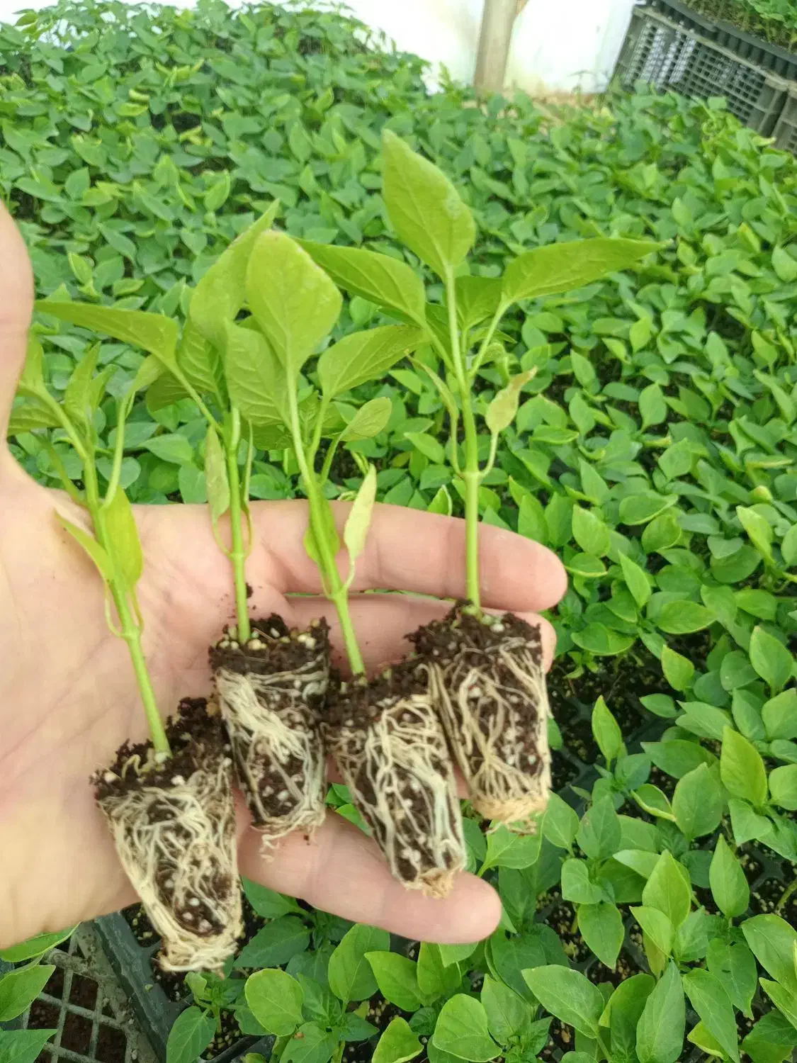 نشا فلفل|خدمات باغبانی و درختکاری|میناب, |دیوار