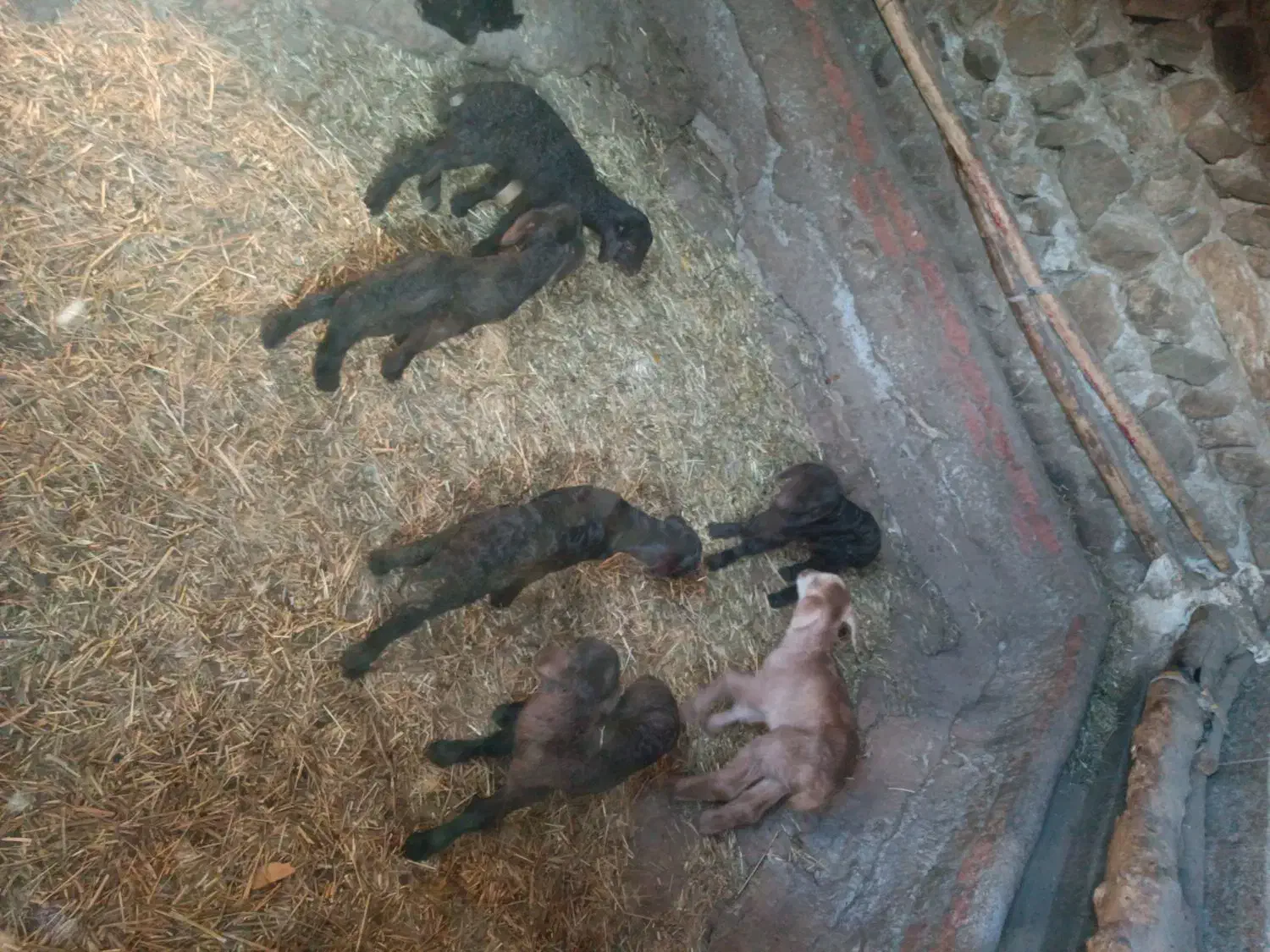 دونی شش  سیصد|حیوانات مزرعه|اردبیل, |دیوار