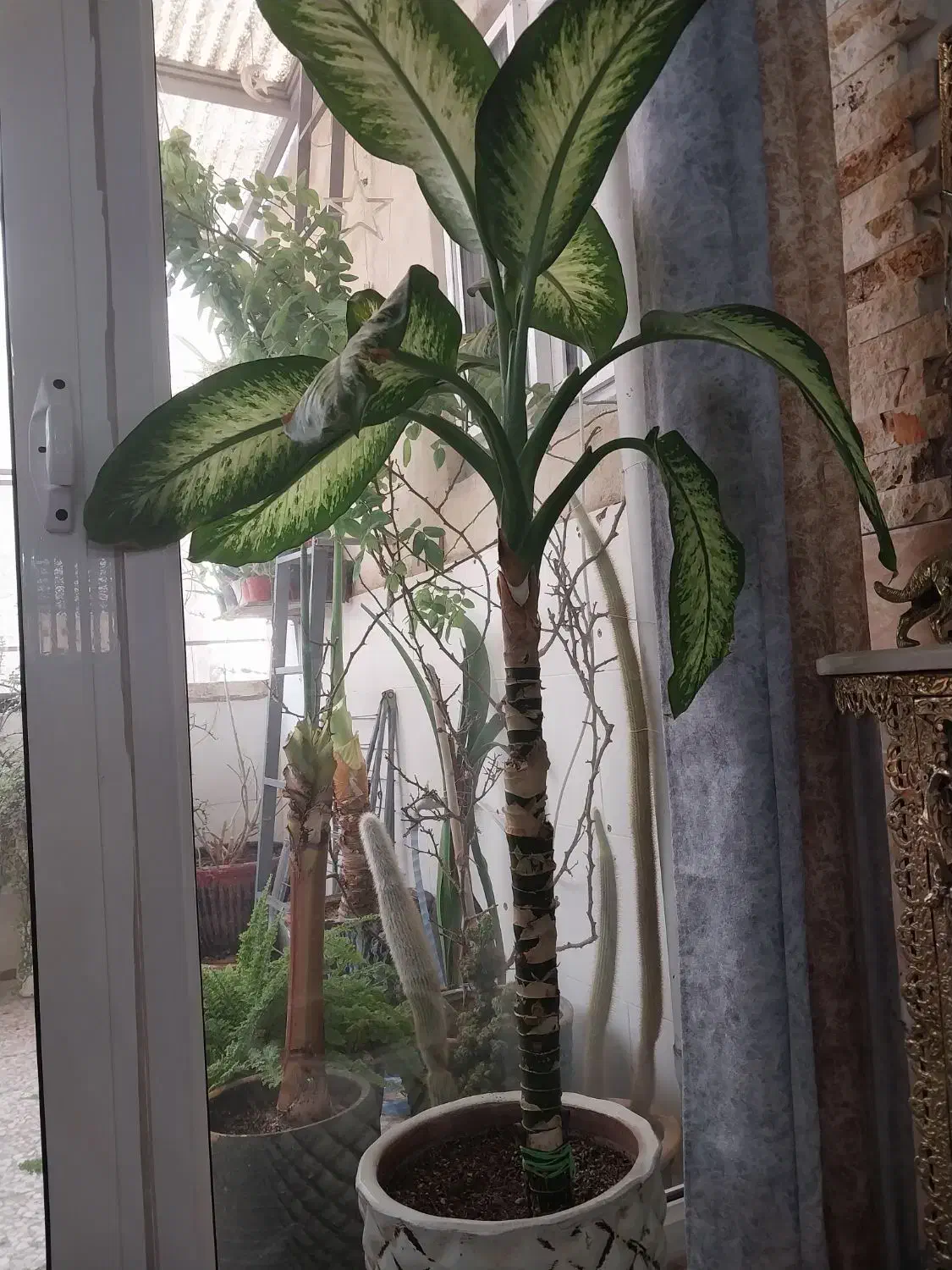 دیفن باخیا یوکا و سانسوریا پتوس گندمی ناز کاکتوس|گل و گیاه طبیعی|اسلامشهر, شهرک محمدیه|دیوار