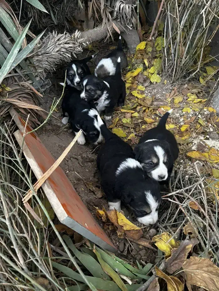 واگذاری رایگان توله سگ ۲ ماهه|سگ|پردیس, شهرک صنعتی کمرد|دیوار