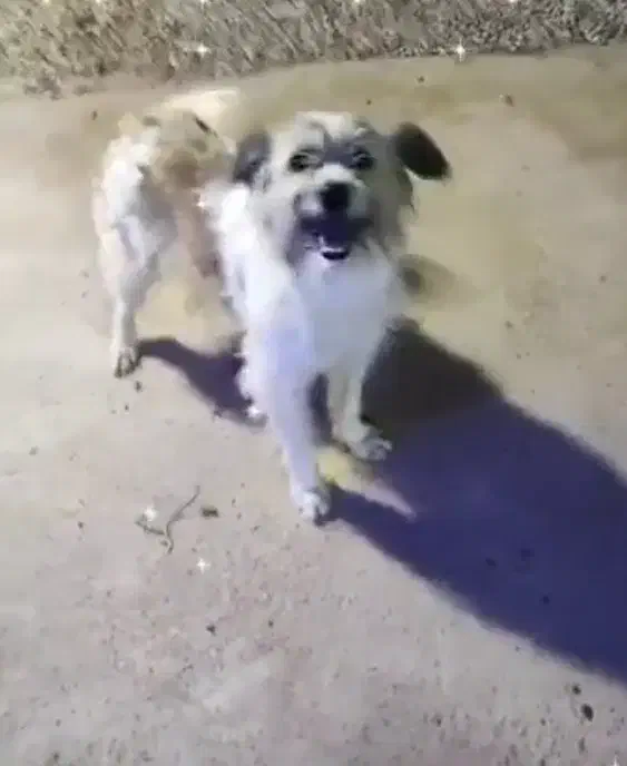 سگ گمشده|سگ|شاهرود, |دیوار