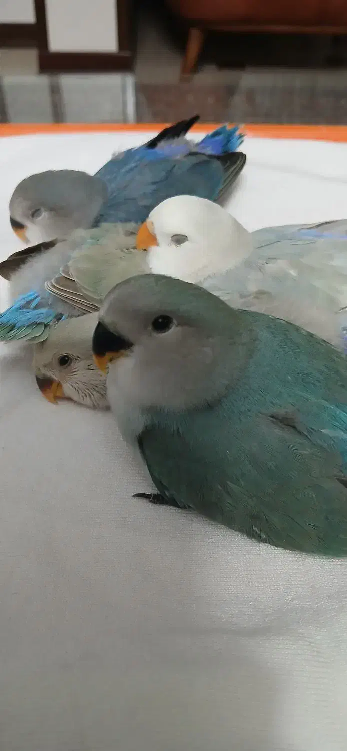 پرنده|پرنده|پرند, فاز ۲|دیوار