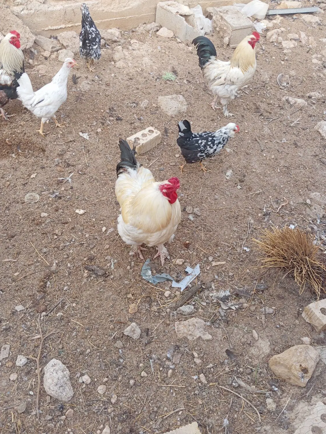 خروس|حیوانات مزرعه|شیراز, گویم|دیوار