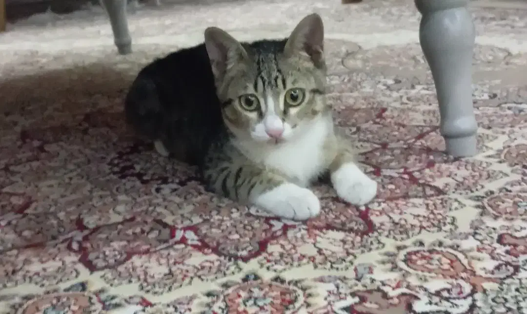 گربه.گمشده|حیوانات|رشت, ساغری سازان|دیوار