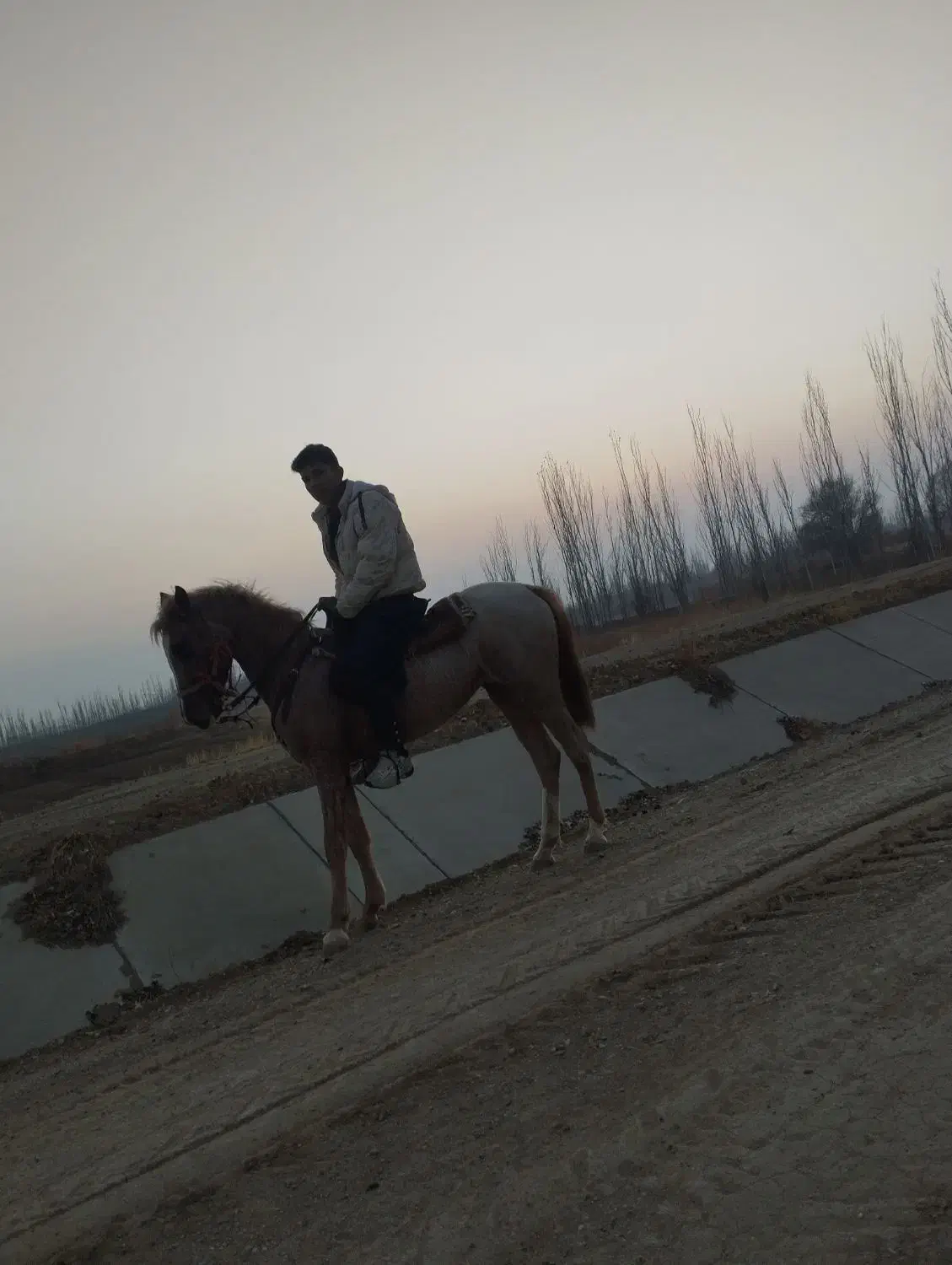 اسب سواری|اسب و تجهیزات اسبسواری|میاندوآب, |دیوار