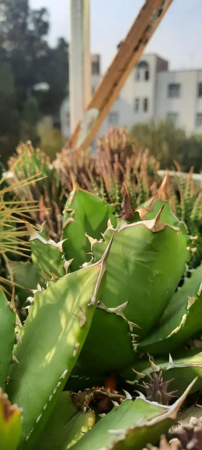 اگاو کاکتوس|گل و گیاه طبیعی|ری, هاشمآباد|دیوار